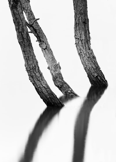 三个树桩的灰度照片